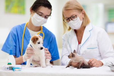 vet personnels taking care of the two pets